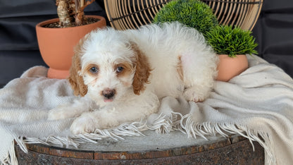 COCKAPOO (MAY 22) FEMALES