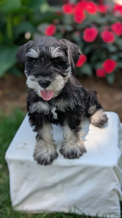 MINI SCHNAUZER (05/29) MALE