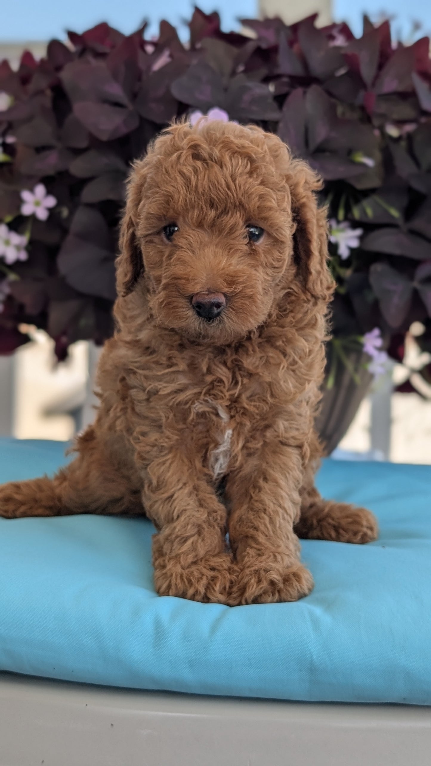 TOY POODLE (MAY 26) MALES