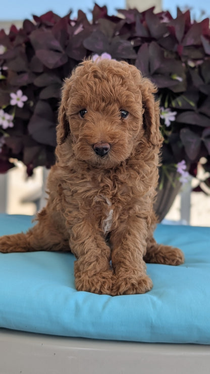 TOY POODLE (MAY 26) MALES