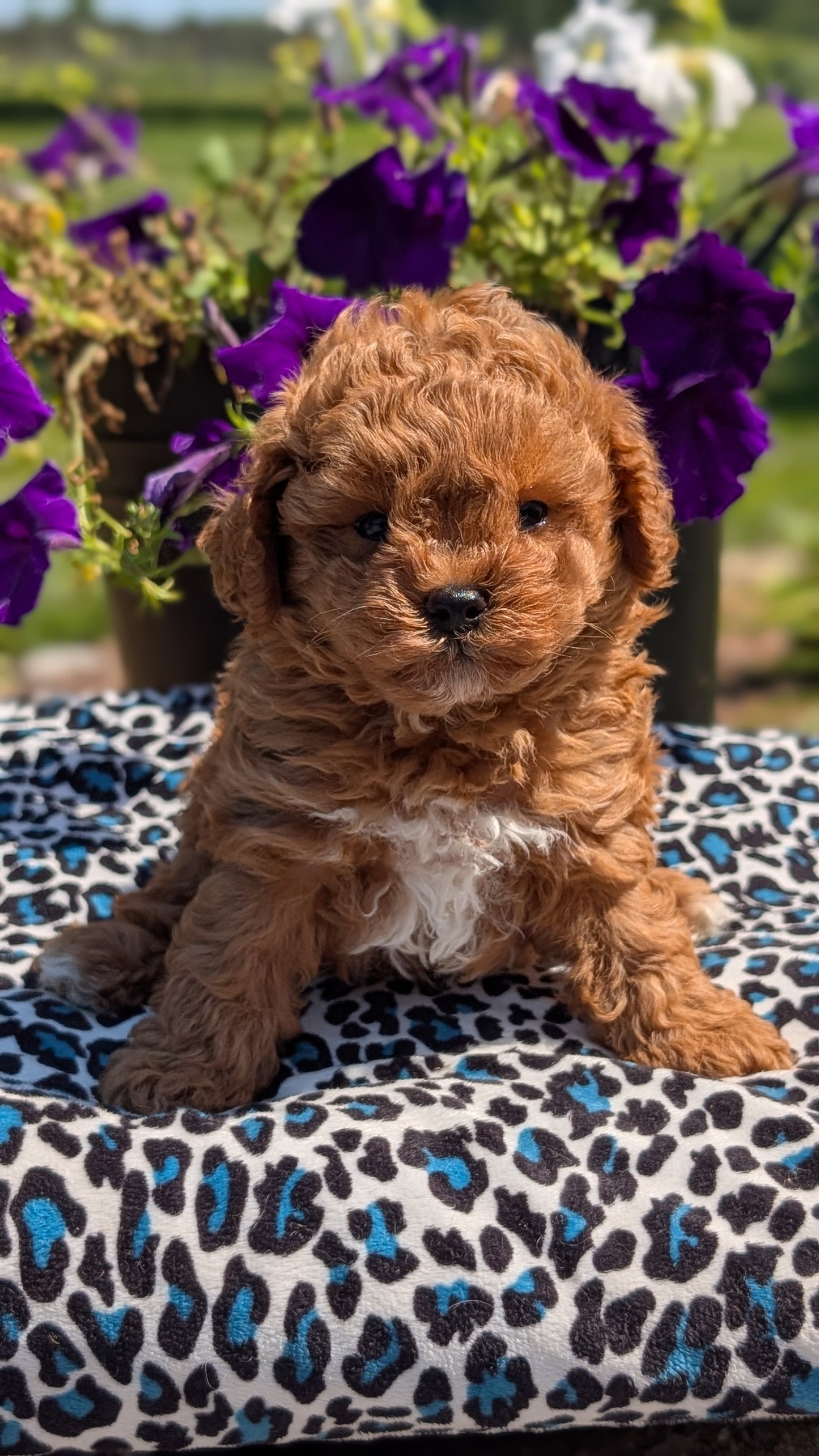 TOY POODLE (JUN 25) MALES