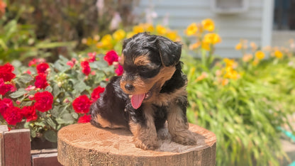 YORKIPOO (MAY 26) MALES