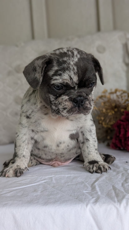 FRENCH BULLDOG (MAY 27) MALES