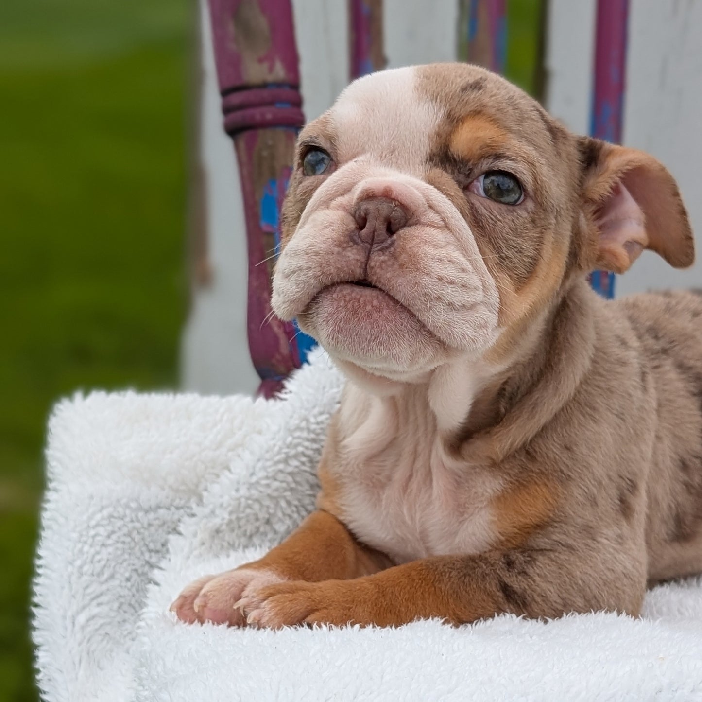 ENGLISH BULLDOG (FEB 09) FEMALES