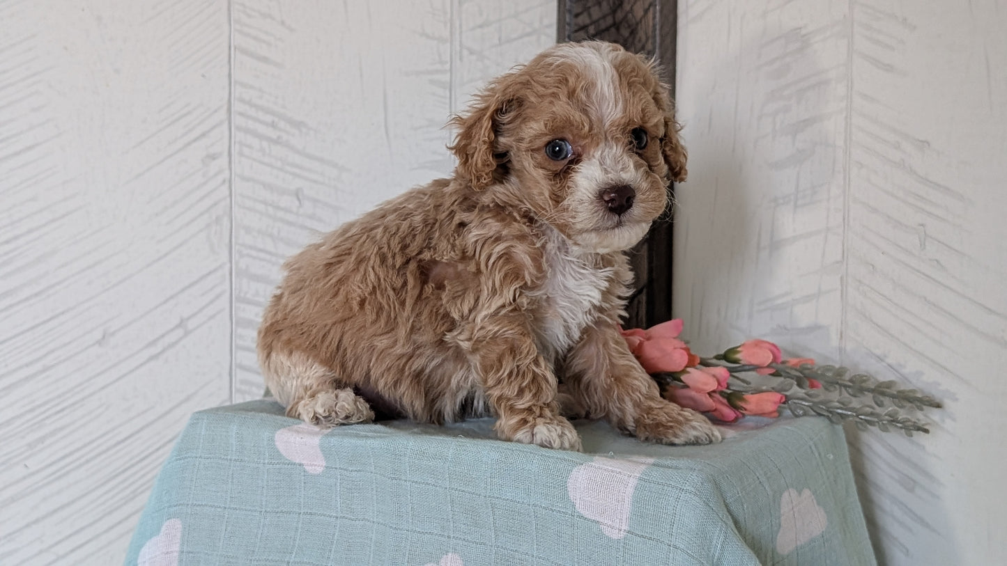 COCKAPOO (FEB 04) MALES