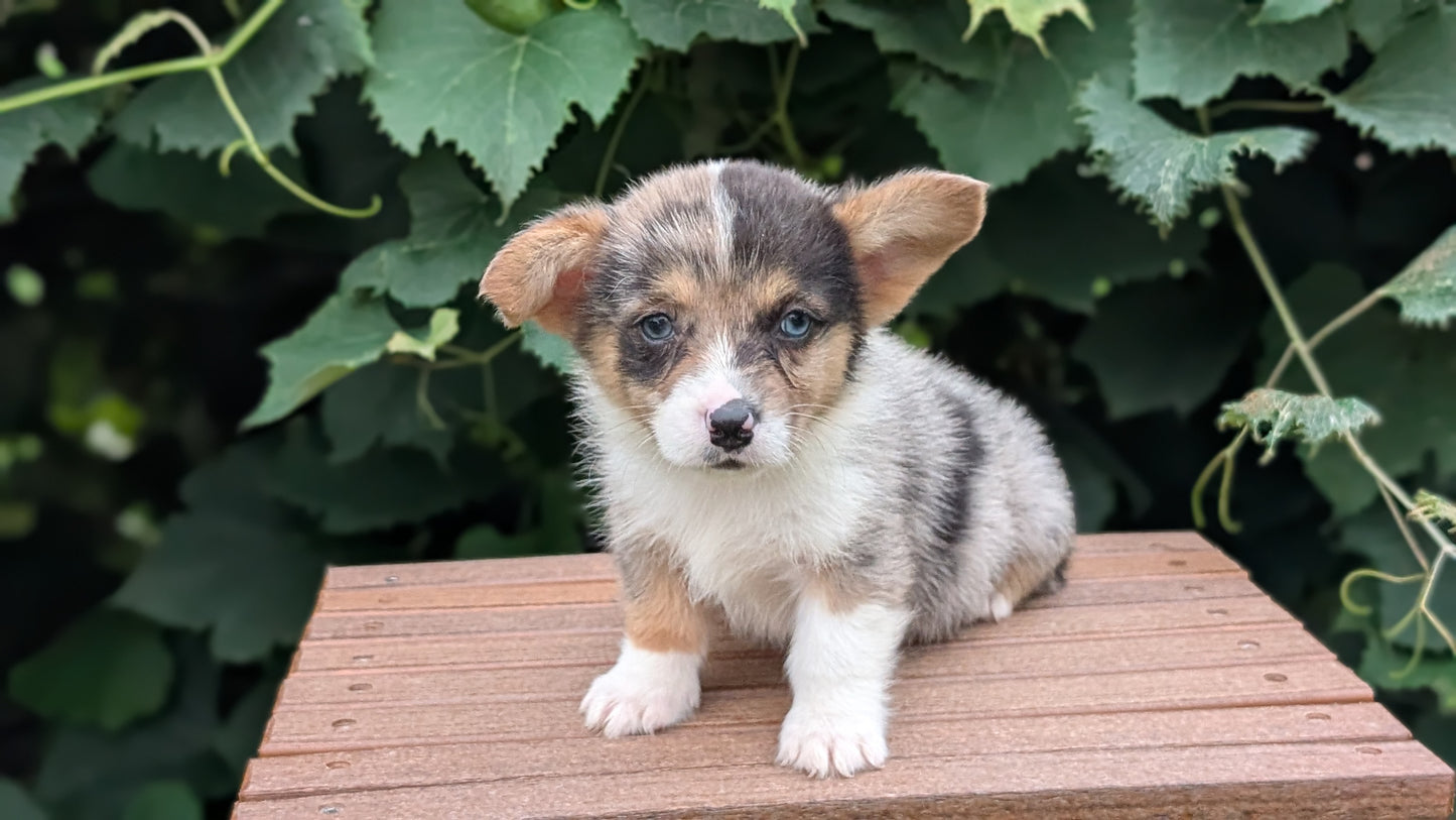 CORGI (JUN 22) MALES