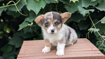 CORGI (JUN 22) MALES