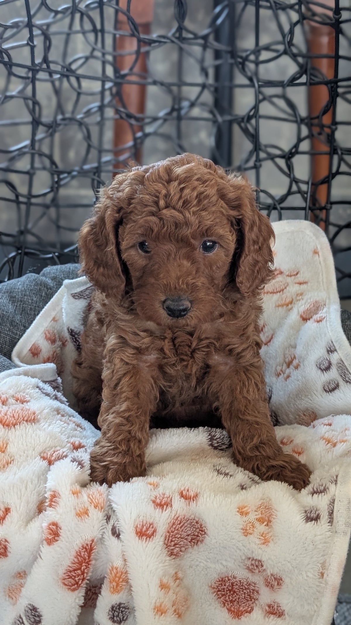 TOY POODLE (SEP 10) 4 MALES/2 FEMALES
