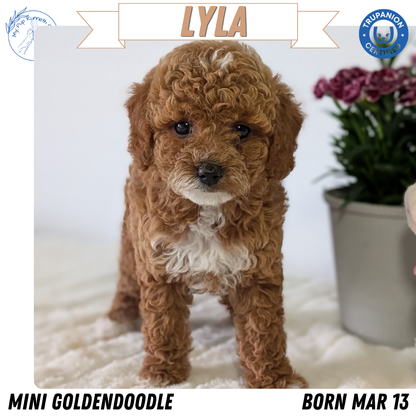 MINI GOLDENDOODLE (MAR 13) FEMALES