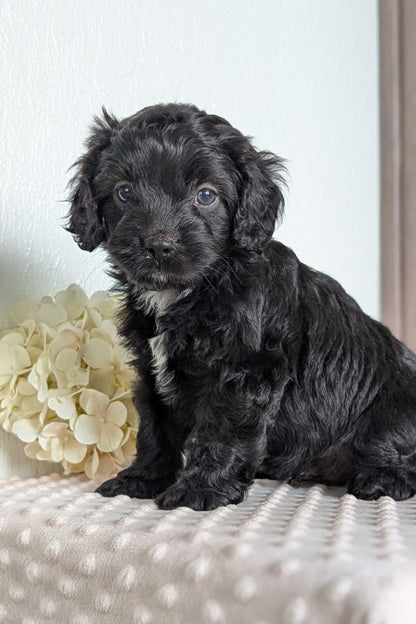 CAVAPOO (APR 02) MALES