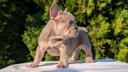 FRENCH BULLDOG (AUG 22) 3 MALES/1 FEMALE