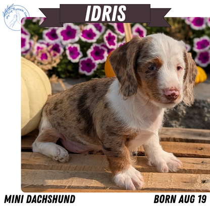 MINI DACHSHUND (08/19) MALE