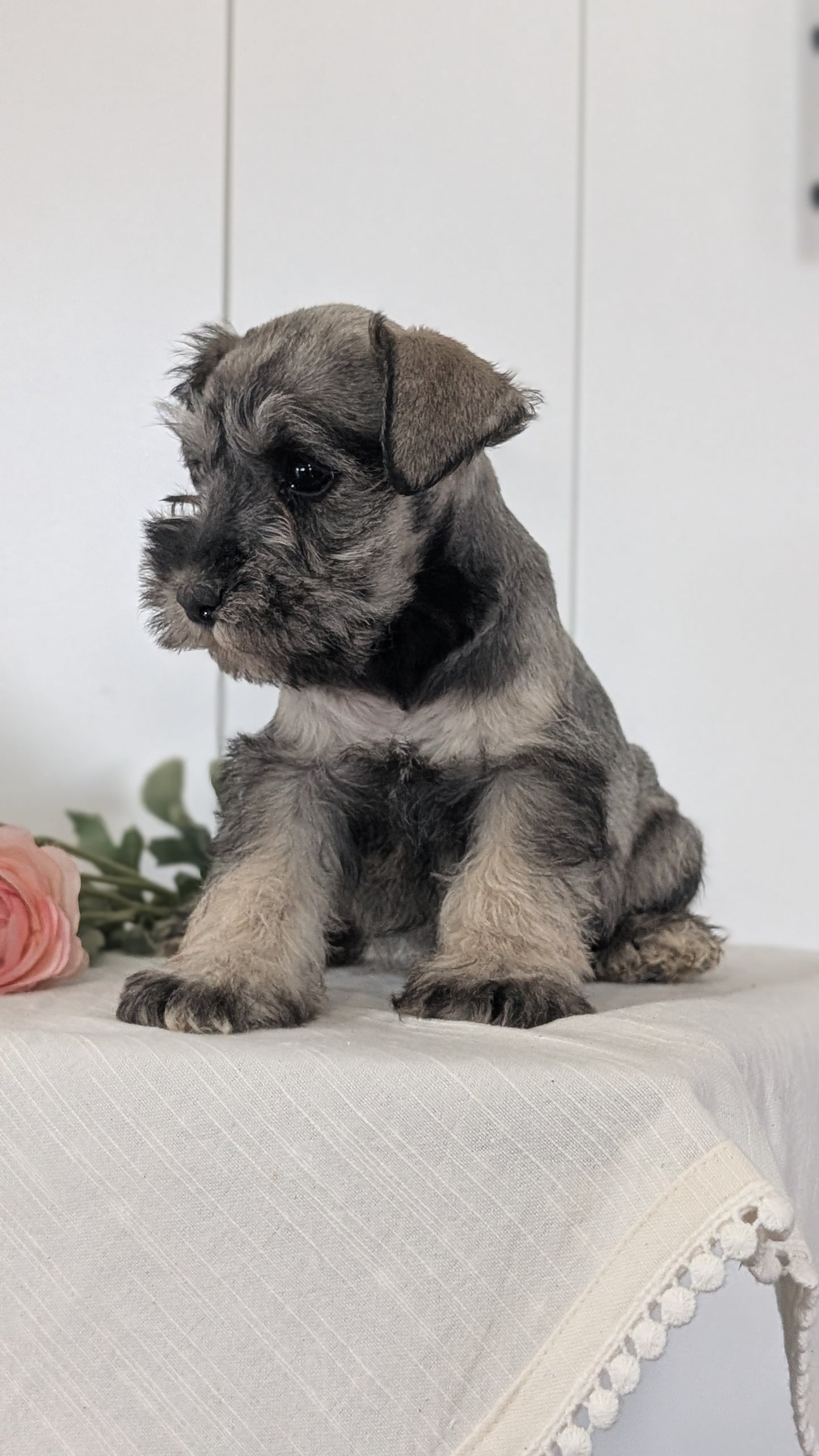 MINI SCHNAUZER (JAN 14) FEMALES