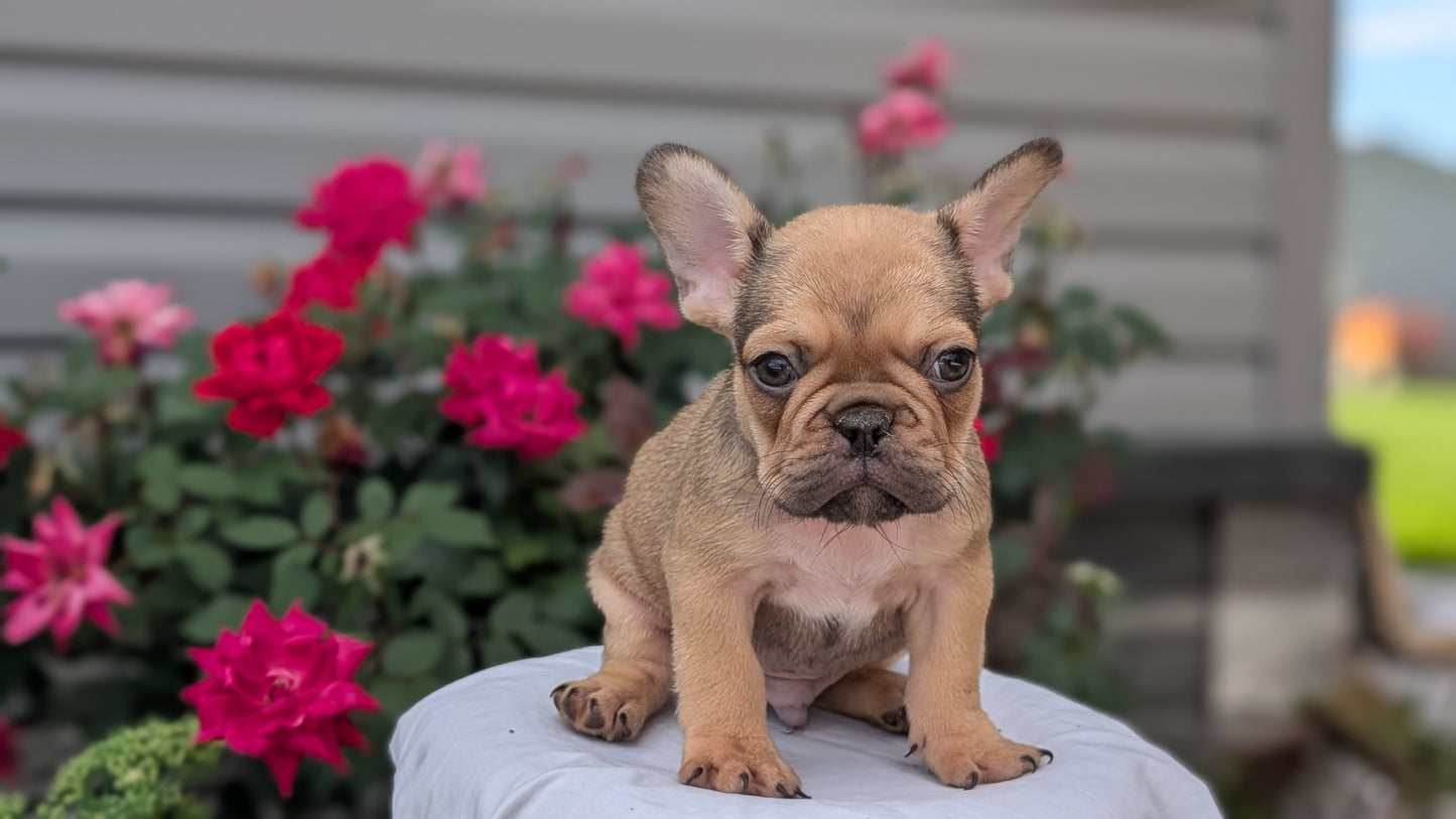 FRENCH BULLDOG (JUN 26) 2 MALES