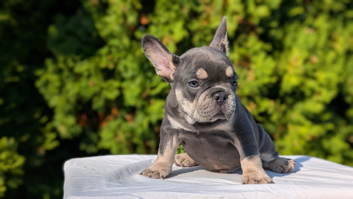 FRENCH BULLDOG (AUG 22) 3 MALES/1 FEMALE