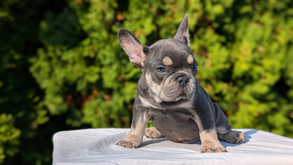 FRENCH BULLDOG (AUG 22) 3 MALES/1 FEMALE