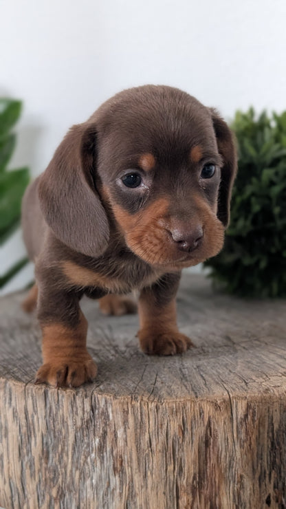 MINI DACHSHUND (09/22) MALE