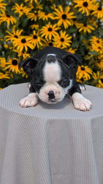 BOSTON TERRIER (JUL 11) 4 FEMALES/4 MALES