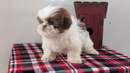 SHIH TZU (DEC 10) MALES