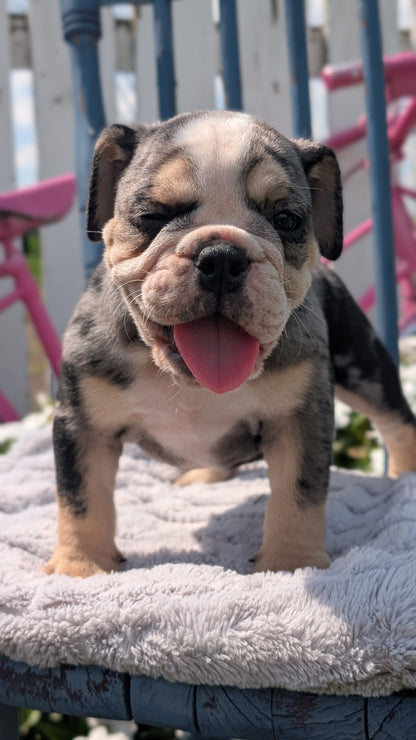 ENGLISH BULLDOG (JUN 29) 1 FEMALE/1 MALE