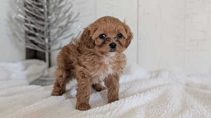 CAVAPOO (NOV 08) FEMALE