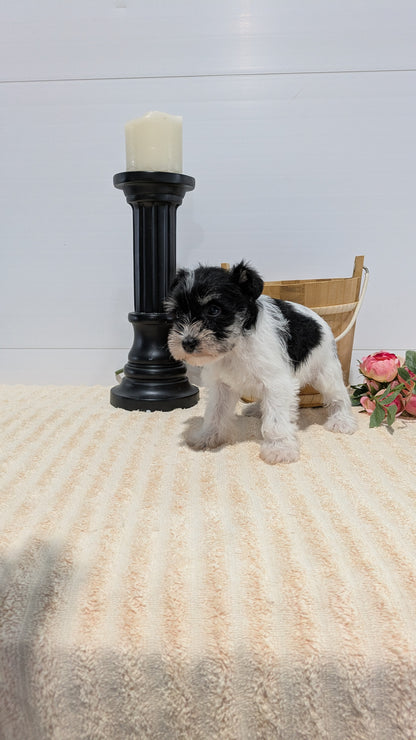 MINI SCHNAUZER (02/18) MALE