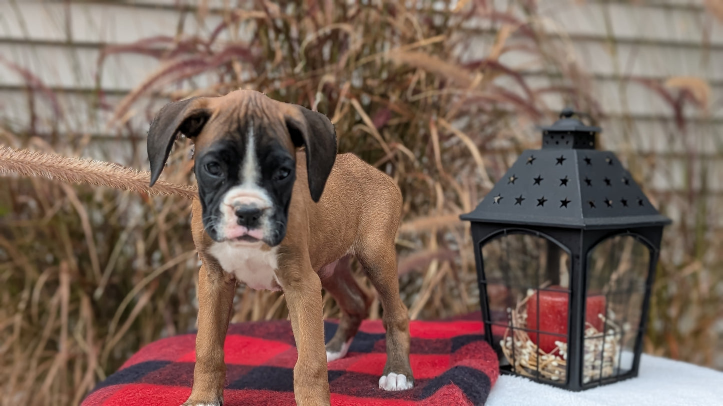 BOXER (08/20) FEMALE