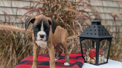 BOXER (08/20) FEMALE