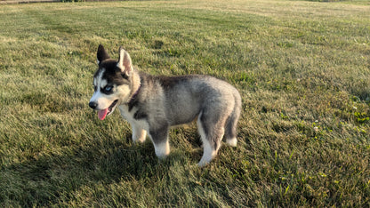 SIBERIAN HUSKY (06/22) MALE