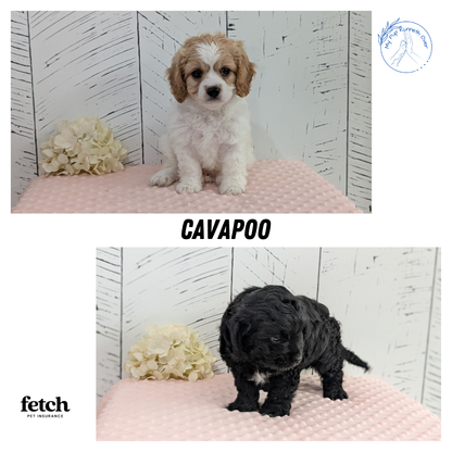 CAVAPOO (JUN 14) MALES