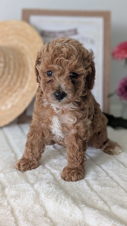 MINI POODLE (06/29) FEMALE