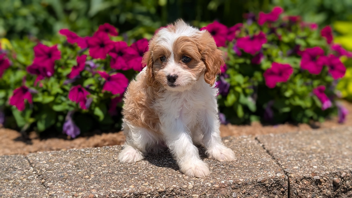 CAVAPOO (MAY 18) FEMALES