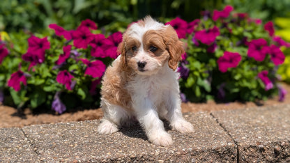 CAVAPOO (MAY 18) FEMALES