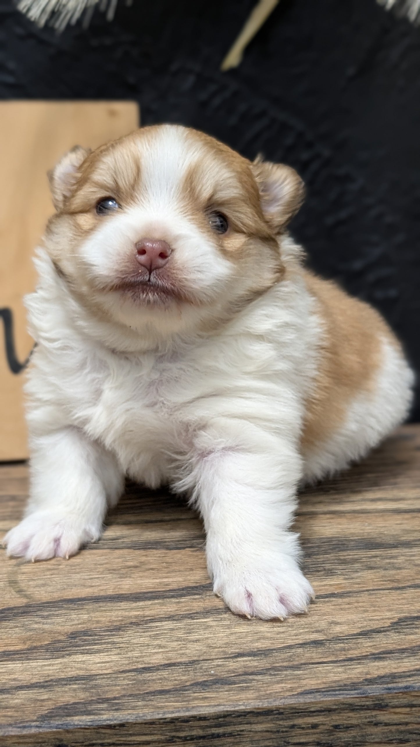 POMERANIAN (NOV 23) MALE