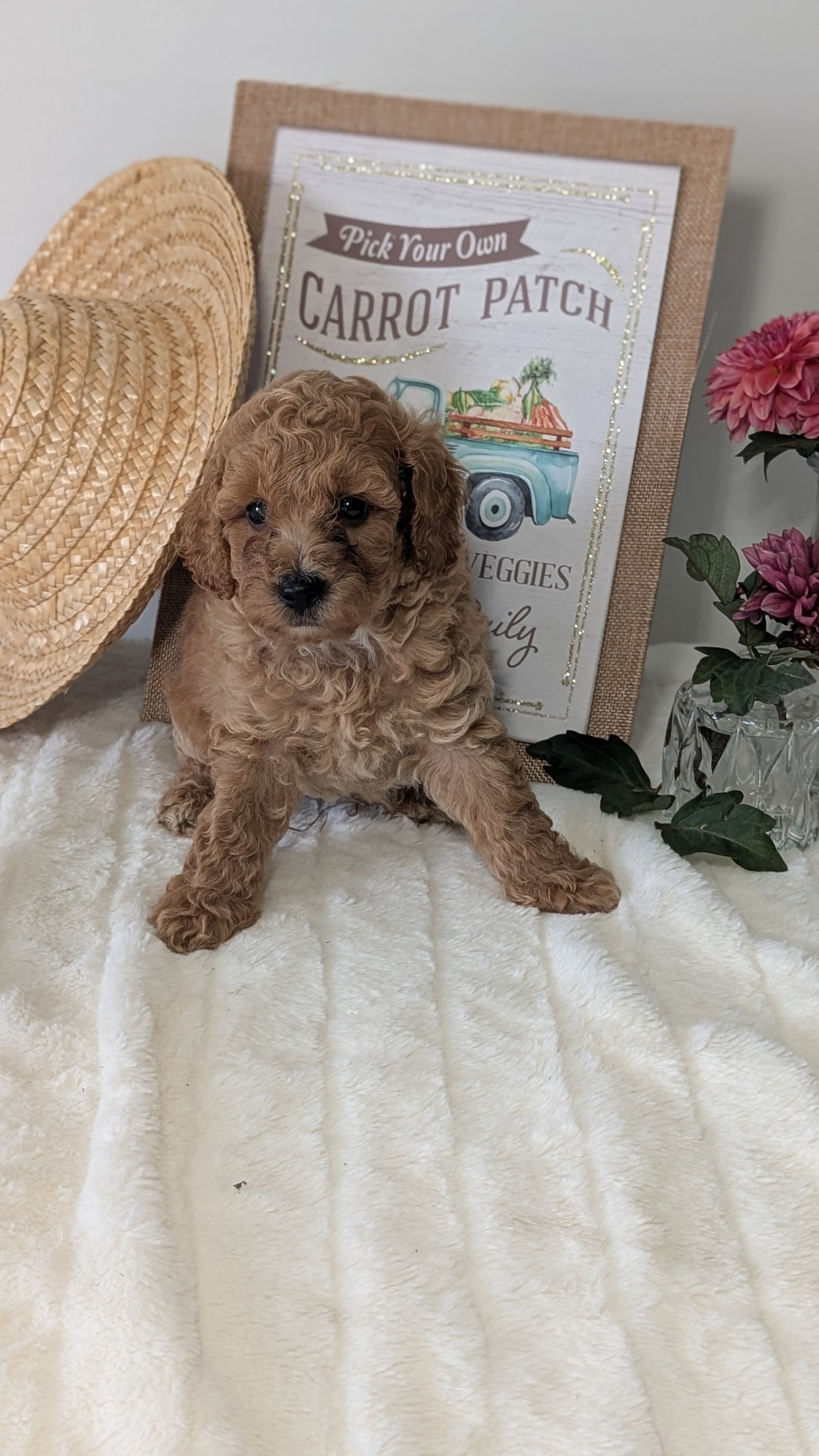 MINI POODLE (06/29) MALE