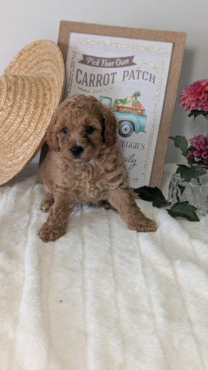 MINI POODLE (06/29) MALE