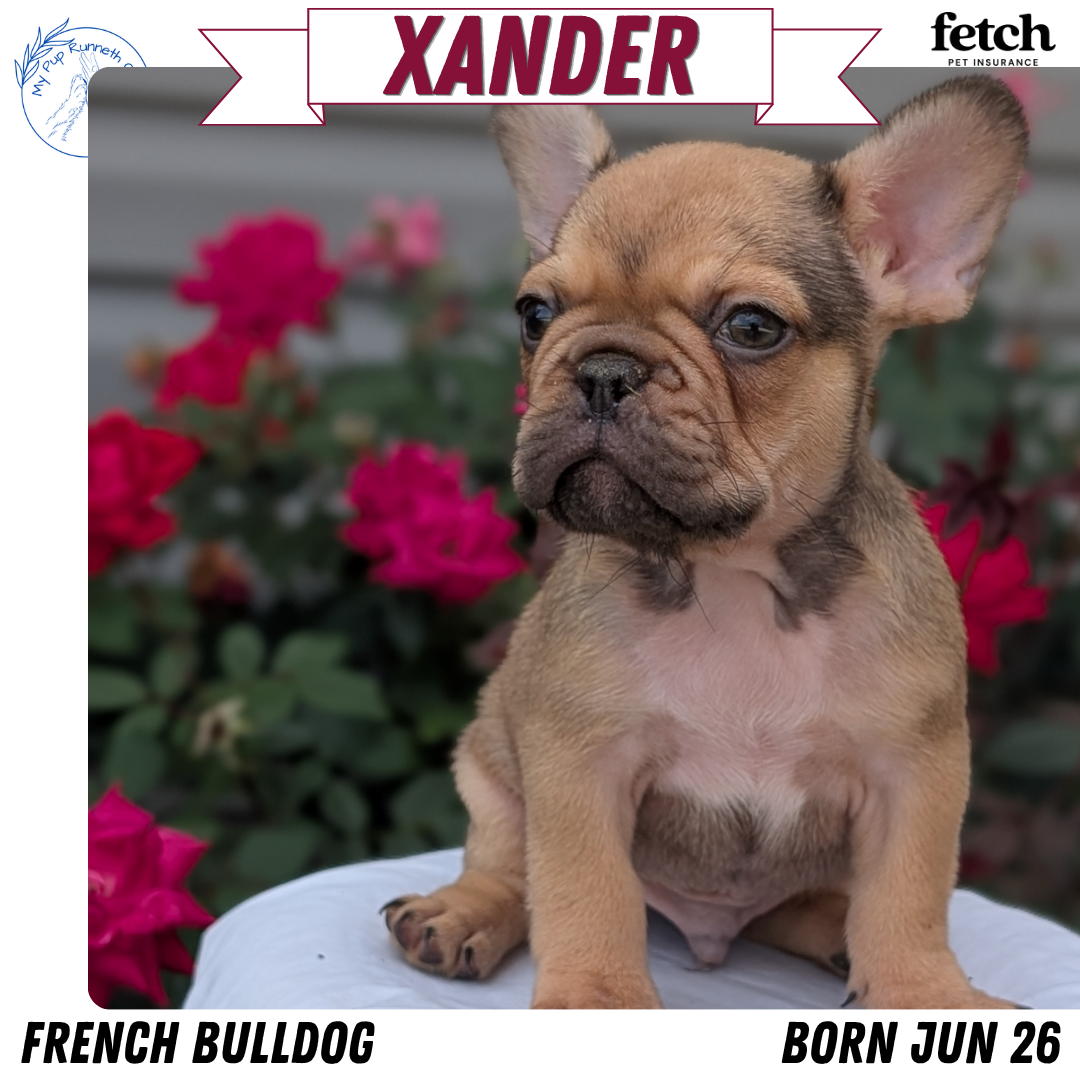 FRENCH BULLDOG (JUN 26) 2 MALES