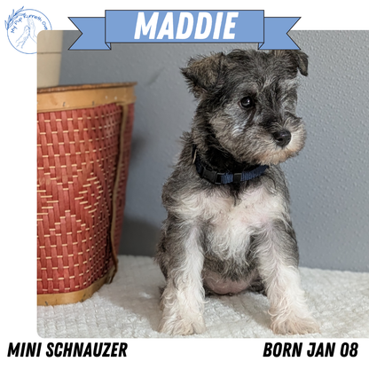 MINI SCHNAUZER (01/08) FEMALE