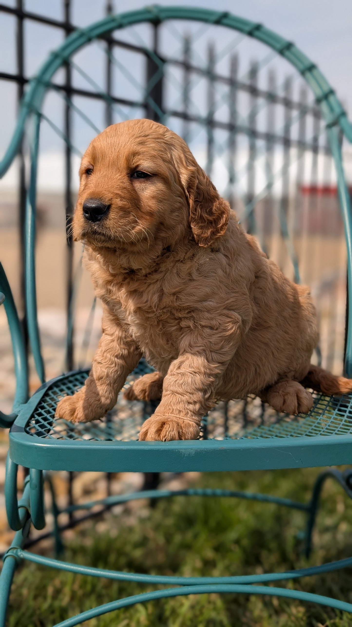 GOLDEN RETRIEVER (FEB 04) FEMALES