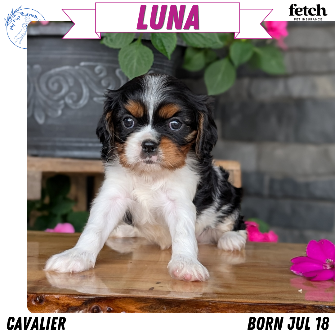 CAVALIER (JUL 18) 3 FEMALES/2 MALES