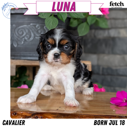 CAVALIER (JUL 18) 3 FEMALES/2 MALES
