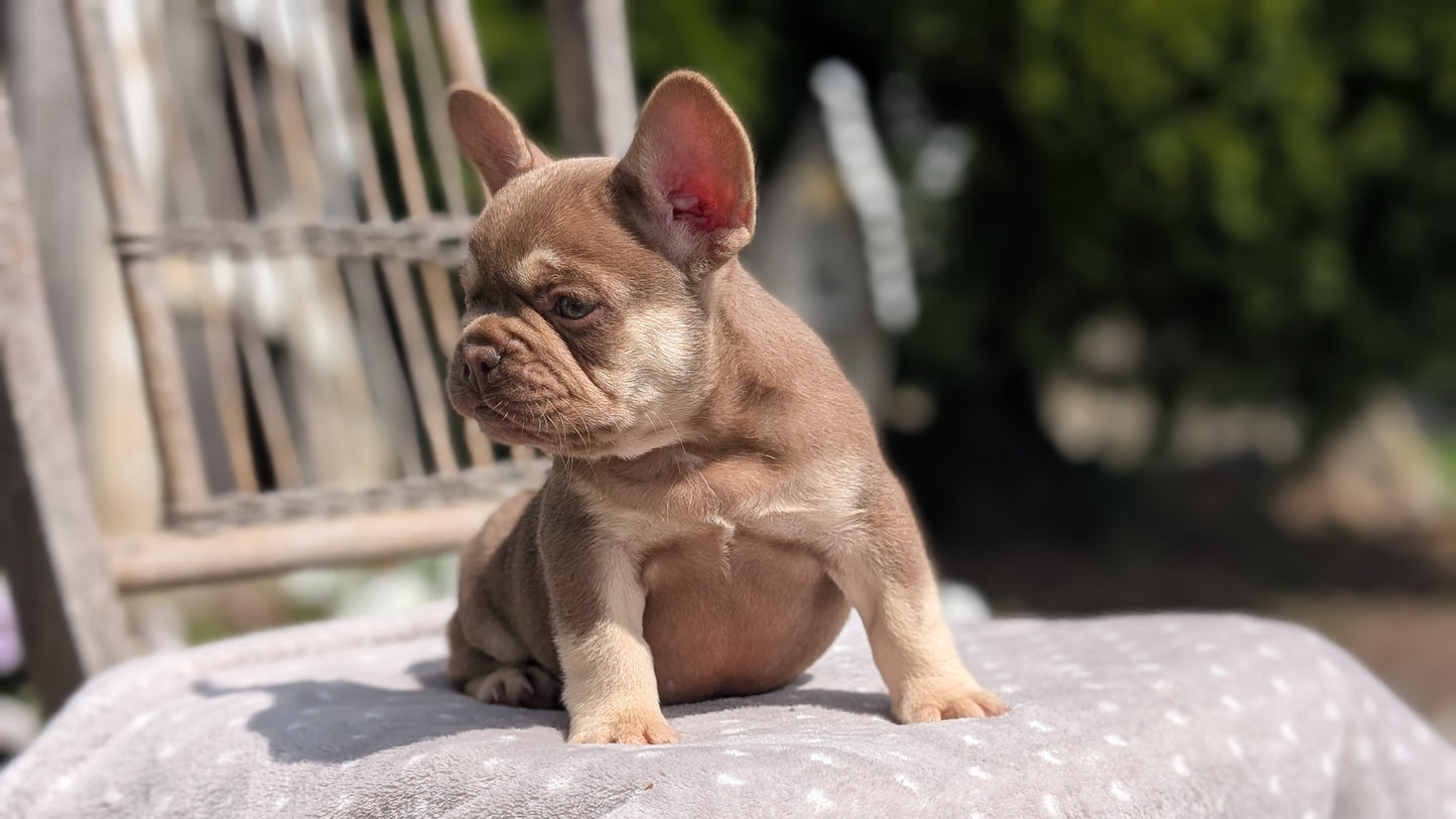FRENCH BULLDOG (07/11) MALE