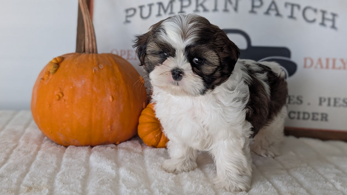 SHIH TZU (AUG 17) 2 FEMALES/3 MALES
