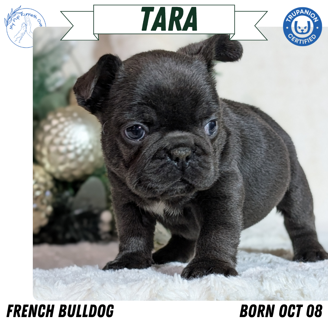 FRENCH BULLDOG (OCT 08) FEMALES