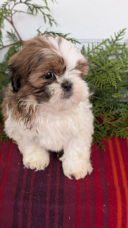 SHIH TZU (SEP 30) MALES