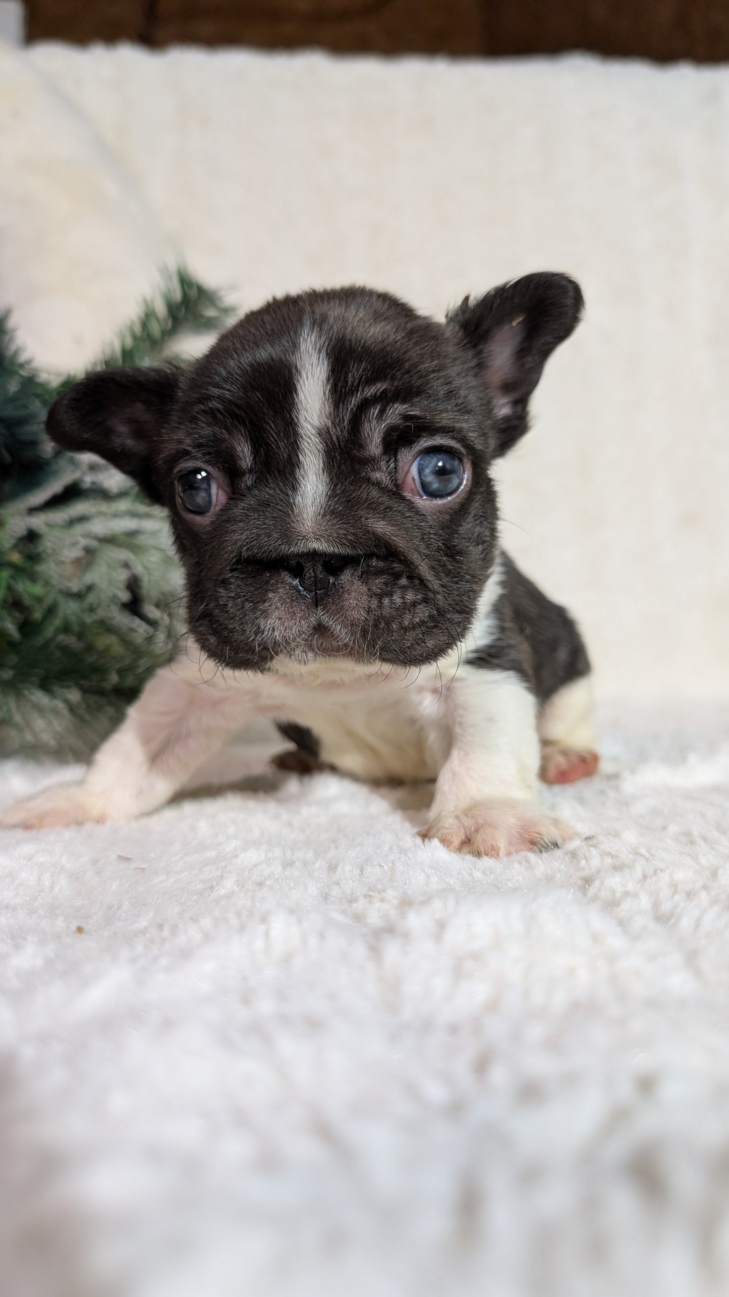 FRENCH BULLDOG (OCT 08) MALES