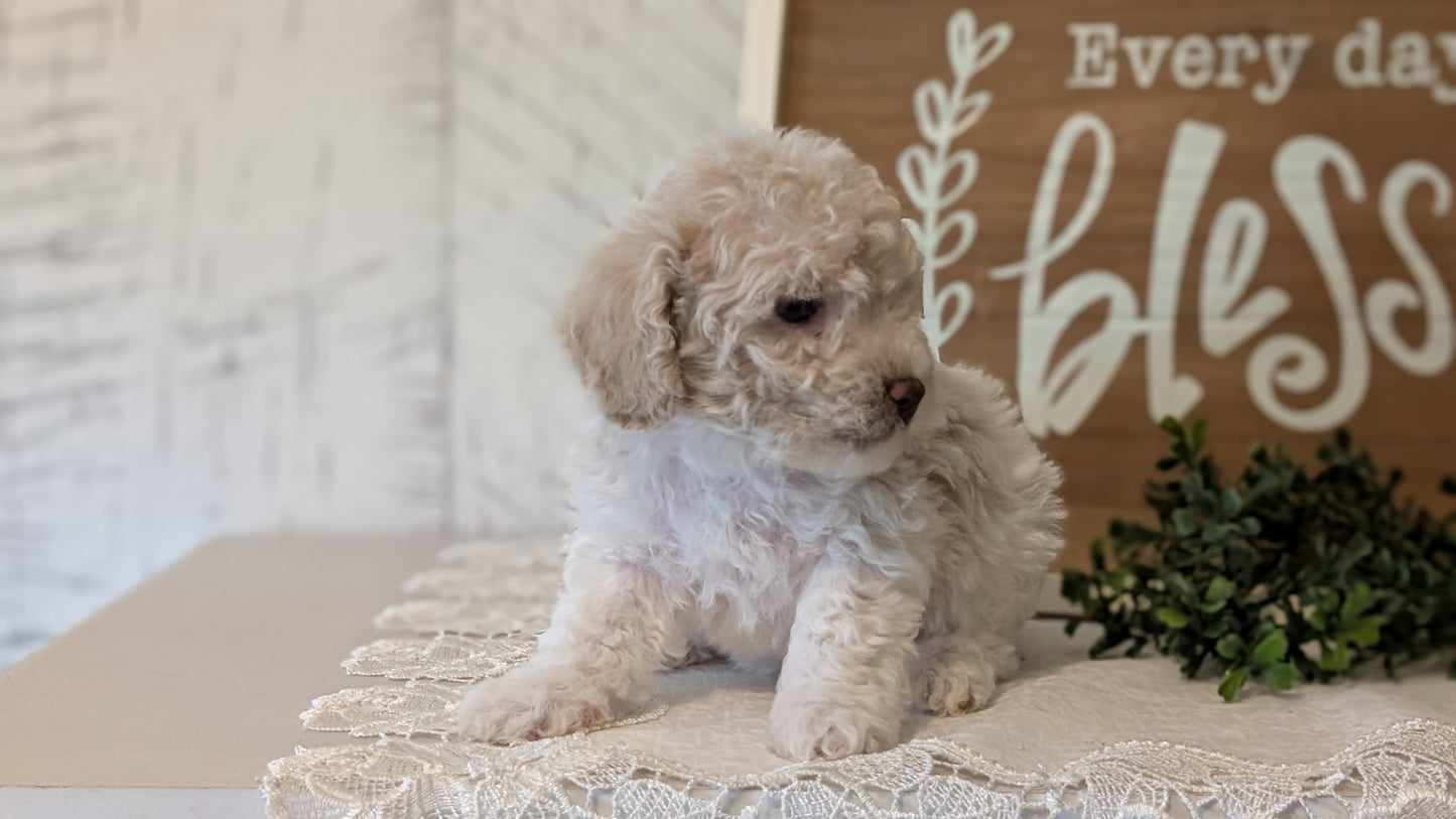 MALTIPOO (APR 05) MALES