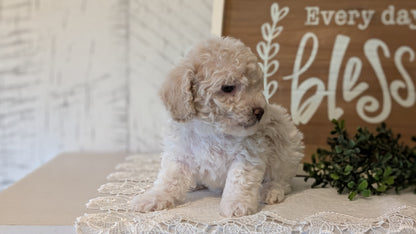 MALTIPOO (APR 05) MALES