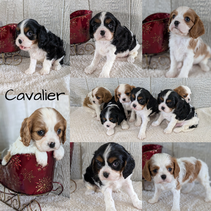 CAVALIER (09/12) MALE