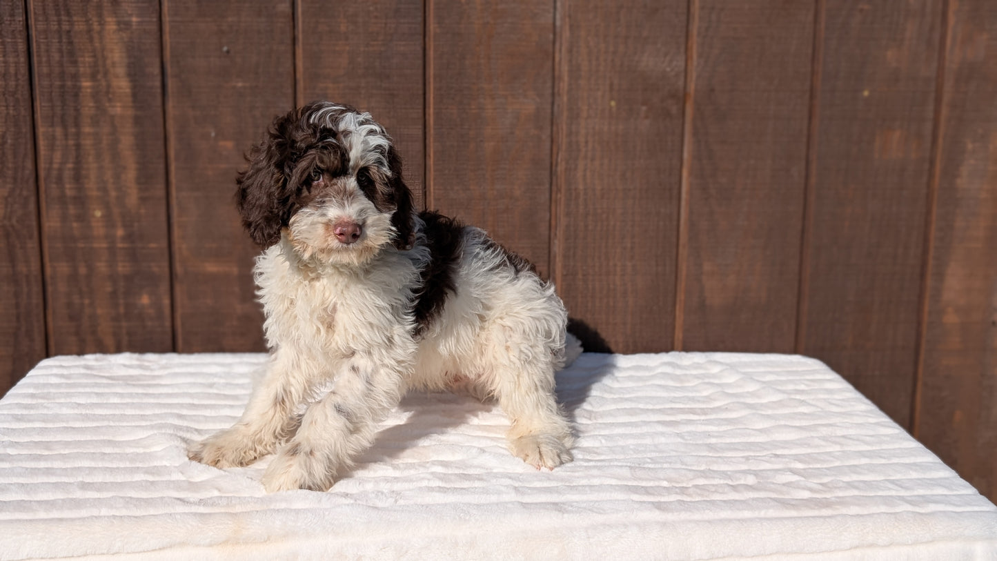 MINI BERNEDOODLE (07/25) MALE